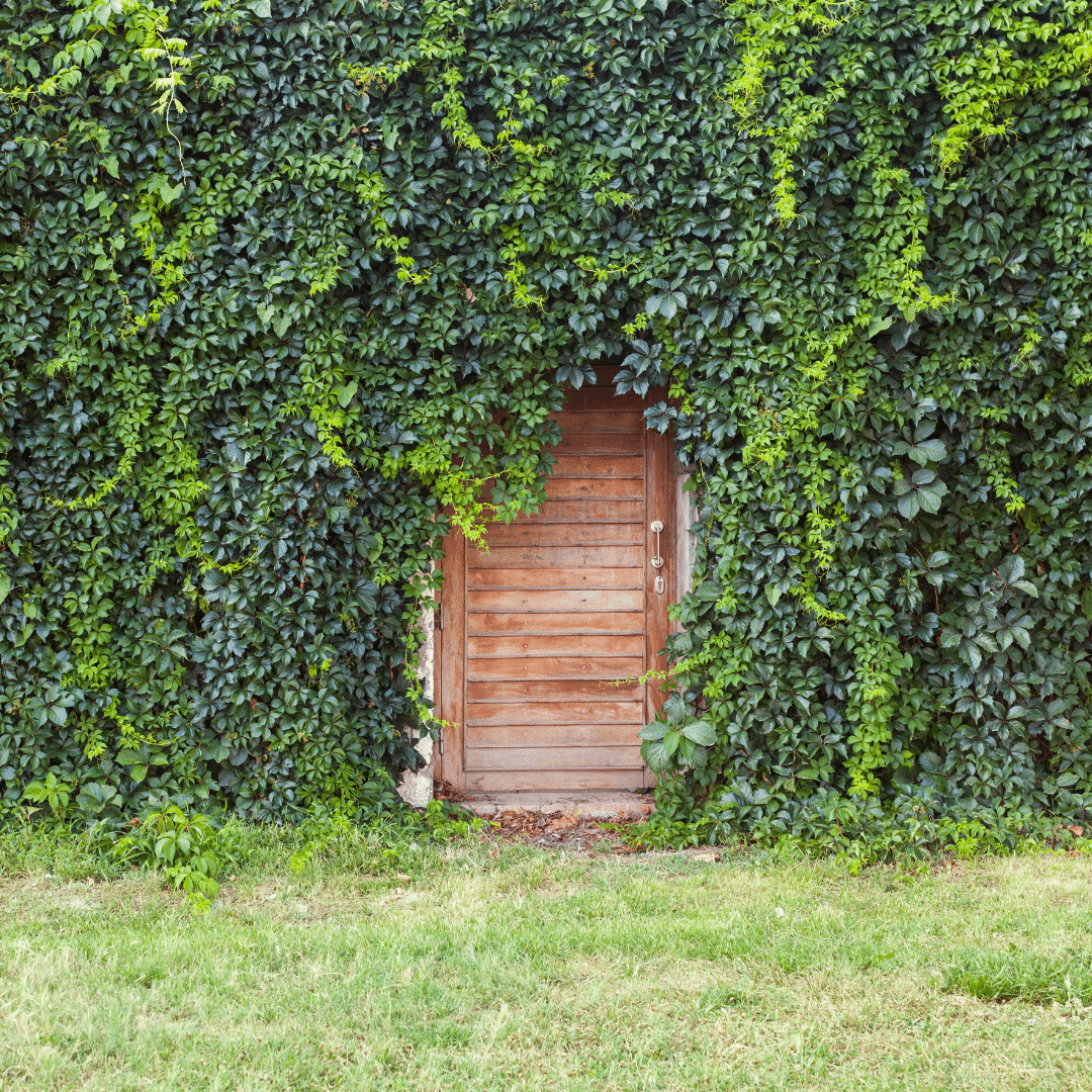 A door within a wall of greenery symbolizing the doorway program